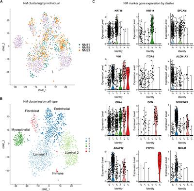 Hybrid Stem Cell States: Insights Into the Relationship Between Mammary Development and Breast Cancer Using Single-Cell Transcriptomics